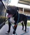adoptable Dog in waco, TX named BOOGIE
