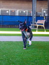 adoptable Dog in Waco, TX named GOOSE