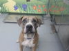 adoptable Dog in Waco, TX named MAMAW