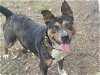 adoptable Dog in waco, TX named CROUTON
