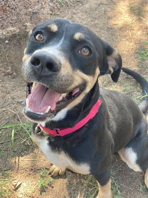 adoptable Dog in Waco, TX named ANCHOR