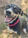 adoptable Dog in waco, TX named ANCHOR