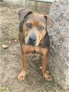 adoptable Dog in waco, TX named CANNOLI