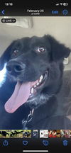 adoptable Dog in  named BEAR BEAR