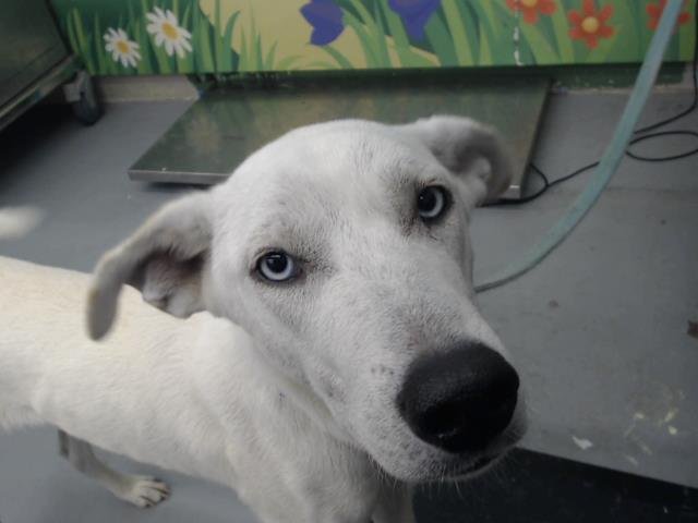 adoptable Dog in Waco, TX named NYMIRIA