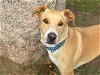 adoptable Dog in waco, TX named BENJI