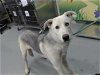 adoptable Dog in waco, TX named SLATE
