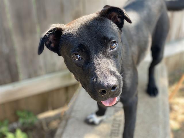 adoptable Dog in Waco, TX named BUGLE