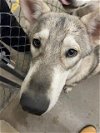 adoptable Dog in waco, TX named STEELE