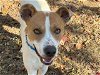 adoptable Dog in waco, TX named WOODPECKER