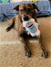 adoptable Dog in waco, TX named ADDI