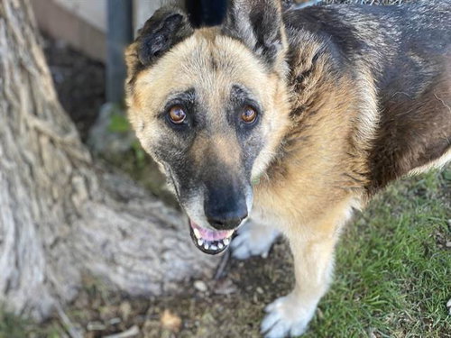 LIZZIE - German Shepherd Dog for adoption in Waco
