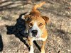 adoptable Dog in waco, TX named CHESTNUT