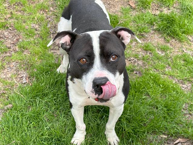 adoptable Dog in Waco, TX named LENNY