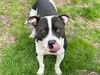 adoptable Dog in Waco, TX named LENNY