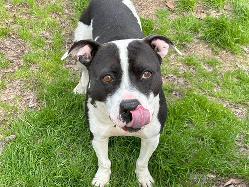 LENNY - American Pit Bull Terrier for adoption in Waco