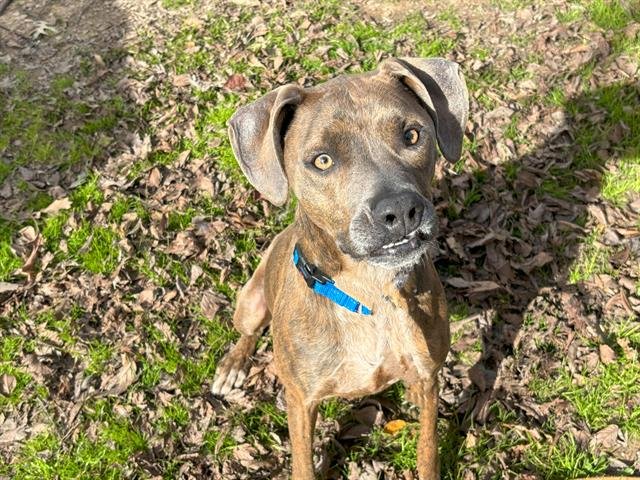 adoptable Dog in Waco, TX named DAKOTA