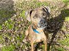 adoptable Dog in waco, TX named DAKOTA