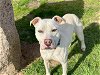 adoptable Dog in waco, TX named ROXIE