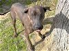 adoptable Dog in waco, TX named CALLIOPE