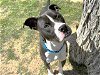 adoptable Dog in waco, TX named ZEKE