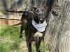 adoptable Dog in waco, TX named ROMANO