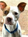 adoptable Dog in  named SHAY