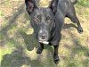 adoptable Dog in waco, TX named VIOLA