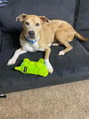 adoptable Dog in Waco, TX named KAWAI