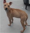 adoptable Dog in waco, TX named CUDDLES