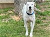 adoptable Dog in waco, TX named SWIFT