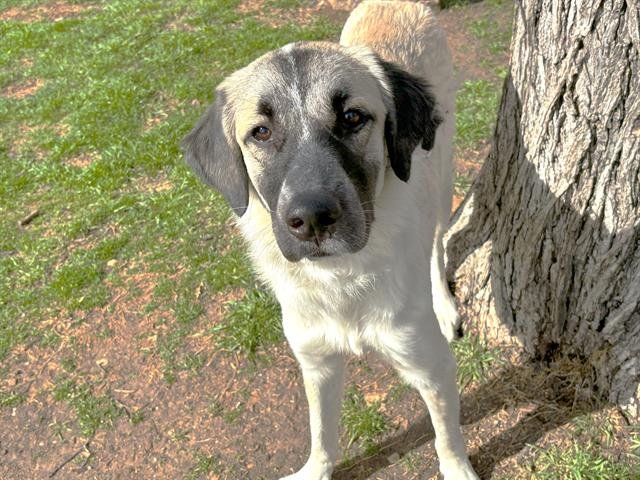 adoptable Dog in Waco, TX named HARPSICHORD