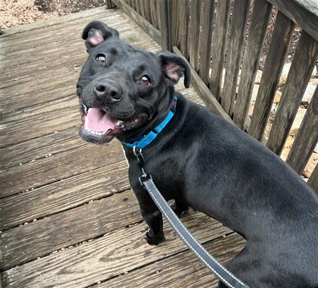 adoptable Dog in Waco, TX named RAVEN