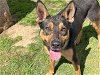 adoptable Dog in waco, TX named YELENA