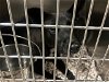 adoptable Dog in waco, TX named SASCHA 2.0