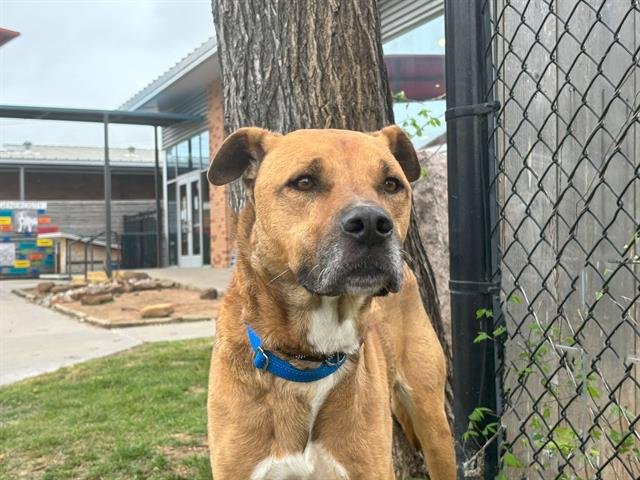 adoptable Dog in Waco, TX named CHURRO