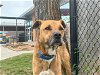 adoptable Dog in waco, TX named CHURRO