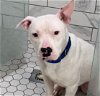 adoptable Dog in  named SMILEY