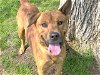adoptable Dog in waco, TX named BUCKO