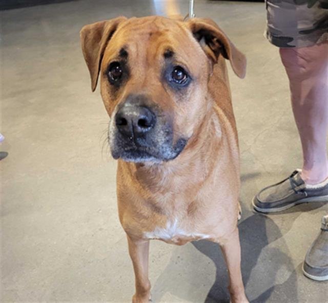 adoptable Dog in Waco, TX named CHANCE