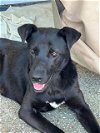 adoptable Dog in waco, TX named BUDDY