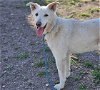 adoptable Dog in waco, TX named VANILLA BEAN