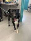 adoptable Dog in Waco, TX named DUNKIN