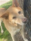 adoptable Dog in waco, TX named CHILI