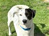 adoptable Dog in waco, TX named ROMEO