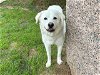 adoptable Dog in waco, TX named PALOMA