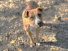 adoptable Dog in  named MAGPIE