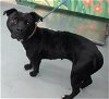 adoptable Dog in waco, TX named DAHLIA