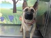 adoptable Dog in waco, TX named CHER