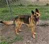 adoptable Dog in waco, TX named ROCCO RAIN